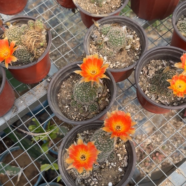 三木两盆拖拖掰花发货