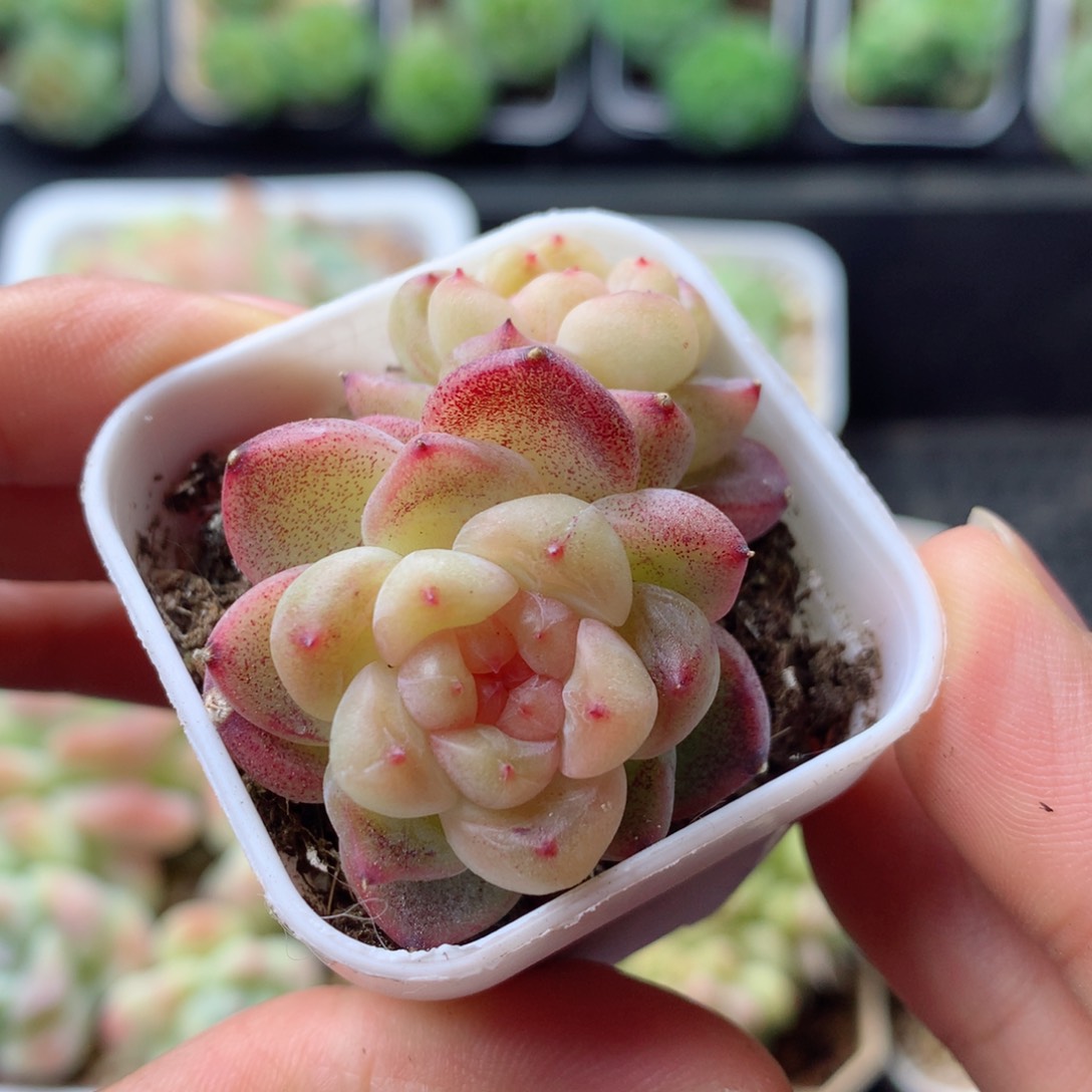 58包邮  群生不包整 9