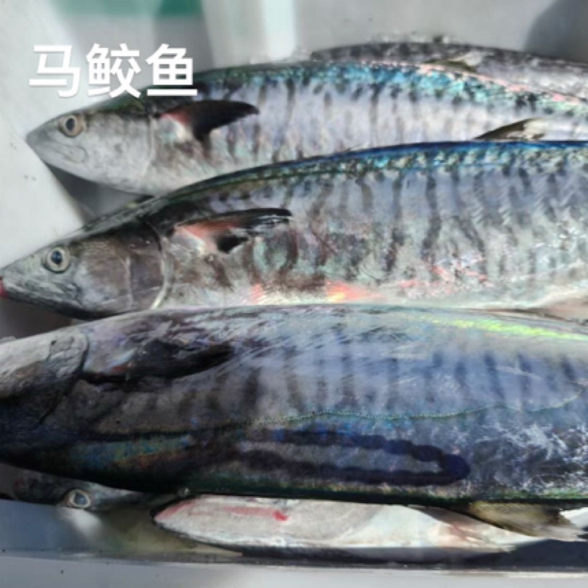 （小谢专属）外罗本地网子新鲜马鲛鱼/切片一斤一包装/5斤