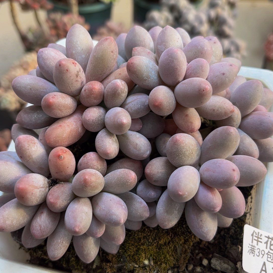 345汤圆奶酪10cm多肉植物