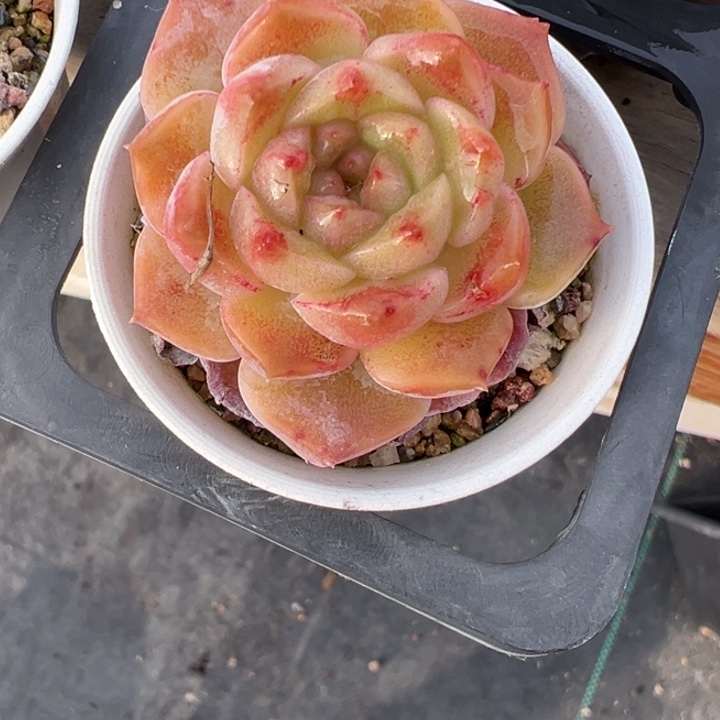 多肉植物白霞多肉植物