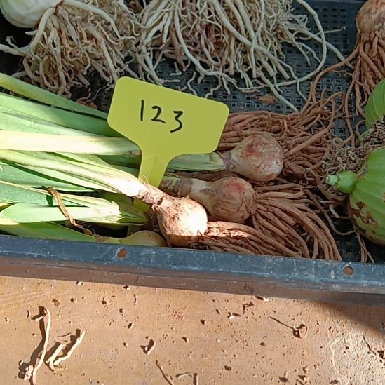 无花朵123/2.5发一个