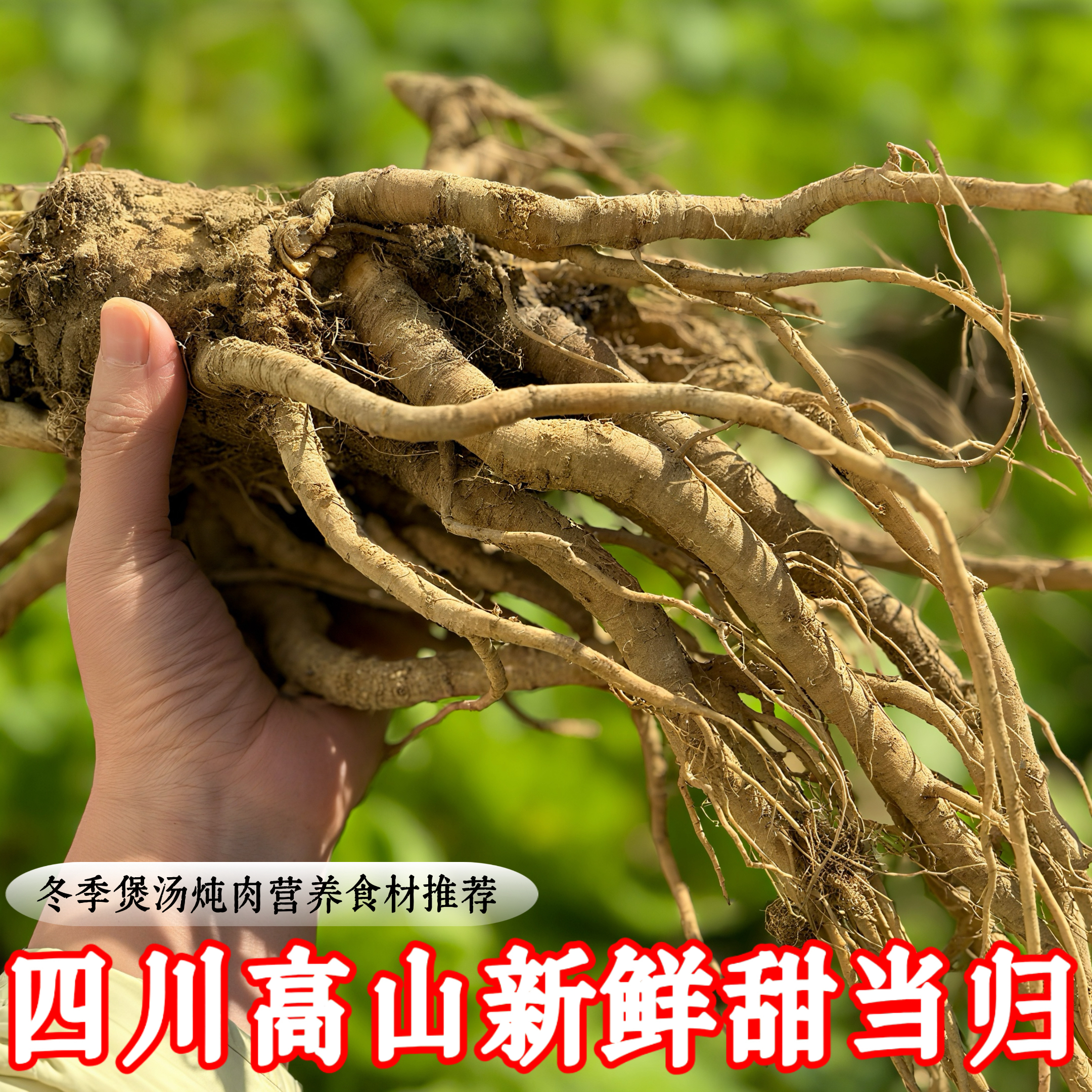 四川高山新鲜甜当归中药材当归滋补气血当归包邮