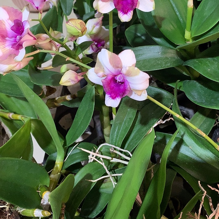 完全开放幻影小龙王大小2苗带花裸根发花叶不包损