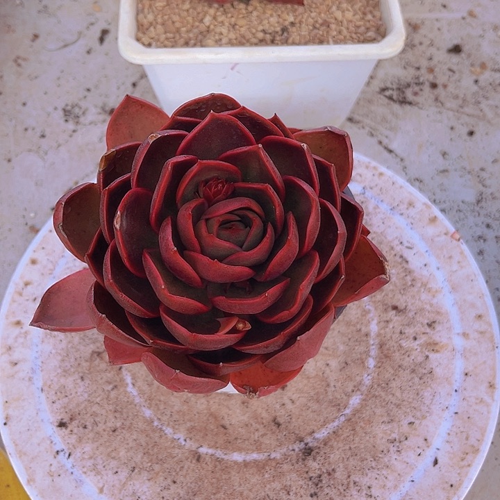 红灯糖宝多肉植物