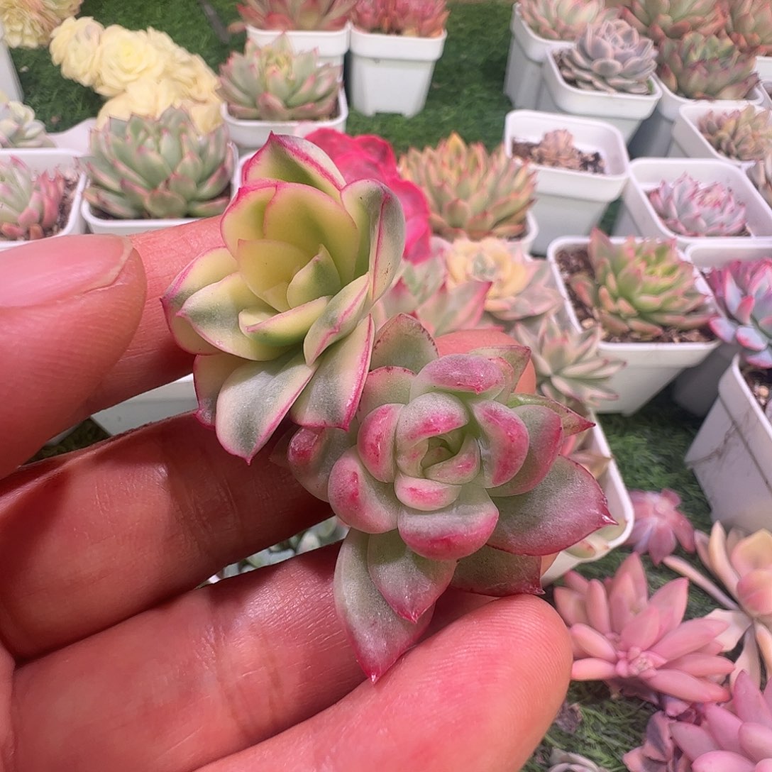 佳***乐多肉植物多肉植物