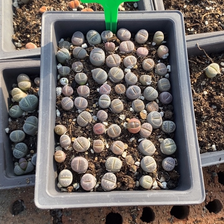發***發生石花等植物的生长187