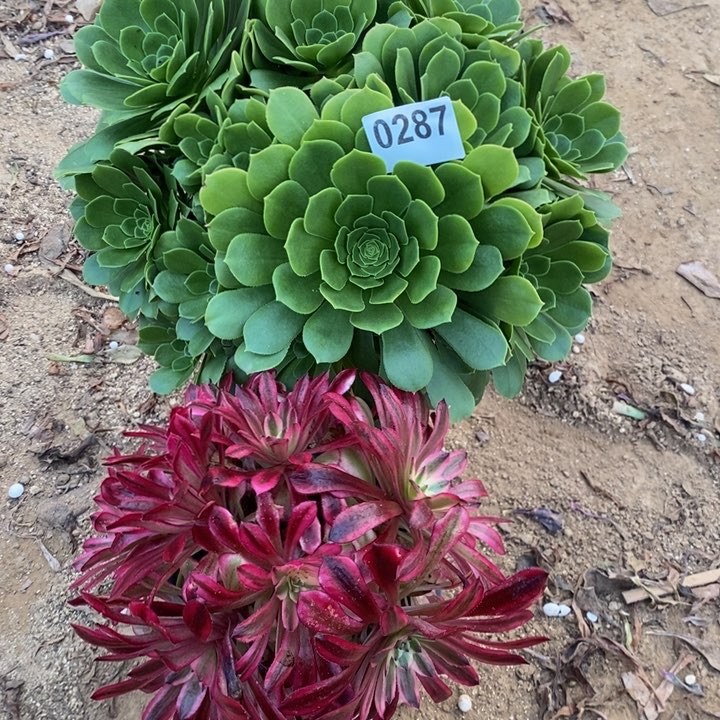 0287两颗法师多肉