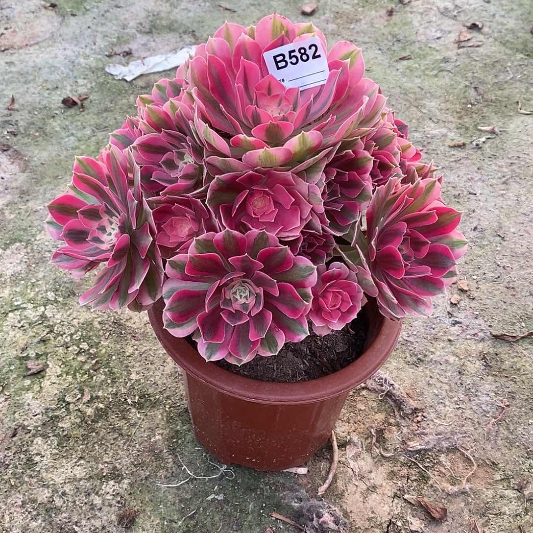 无**?女巫多肉植物582