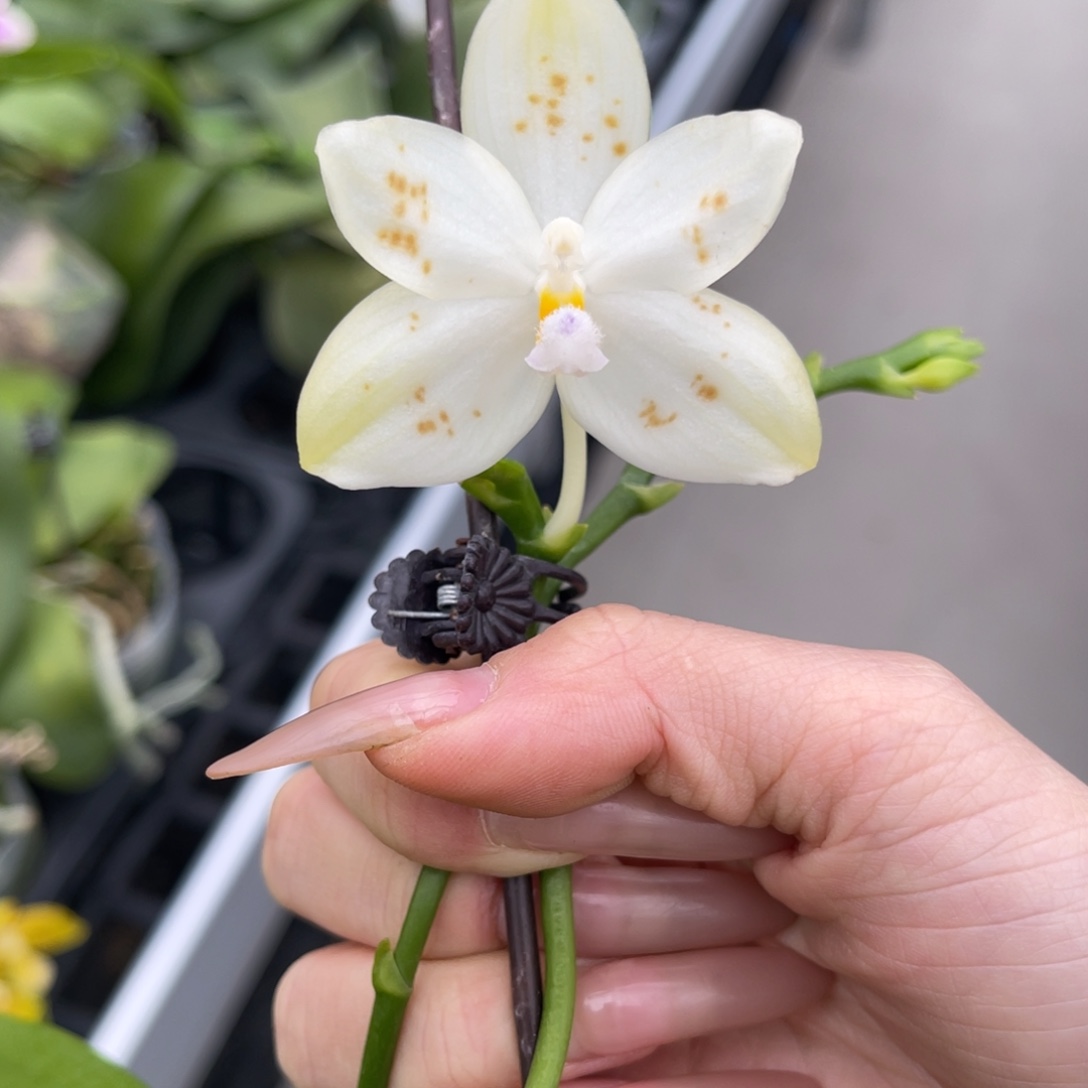 完全开放蘑菇盾蝴蝶兰