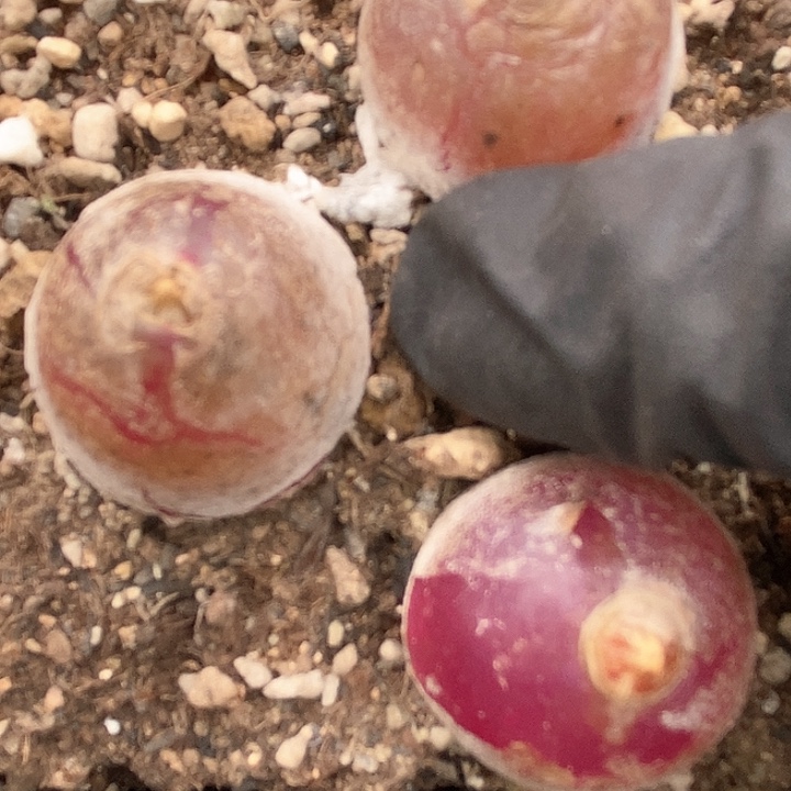 新**呀桃喜花园0130-10灯泡福利