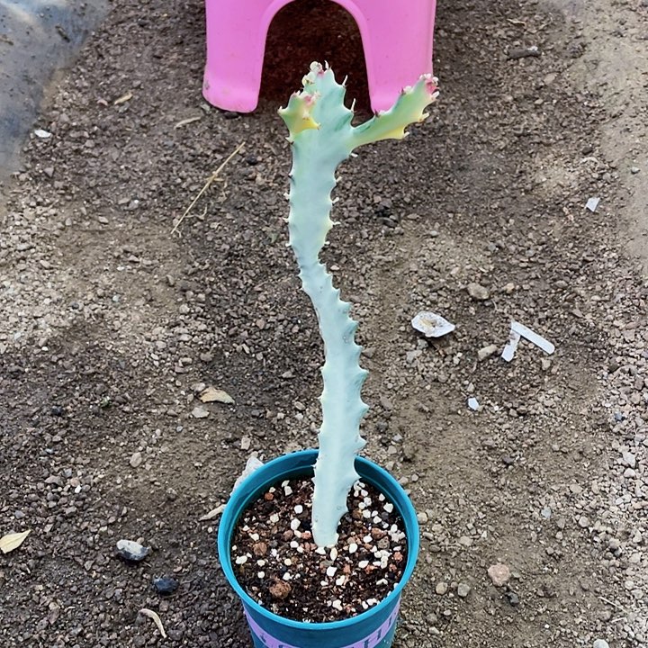 *****完全开放白龙骨裸根发货