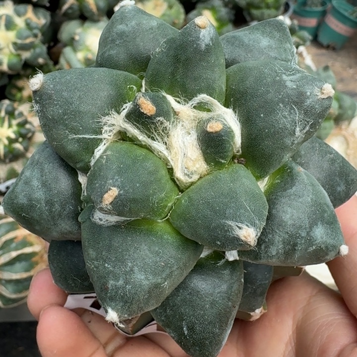 【闪购商品】无花朵达摩丸尤101
