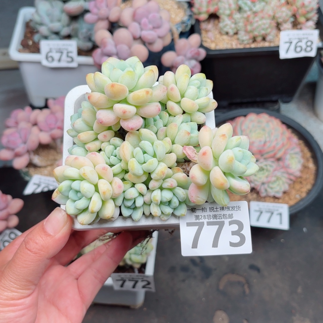 安***顺樱花罗绮多肉多肉多肉