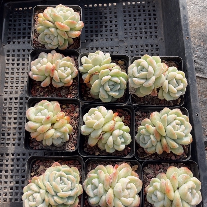 冰玉多肉七方盆一组10个12号