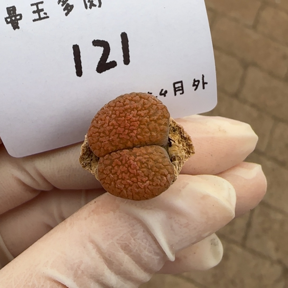 多肉多肉多肉4-121超级蛋糕