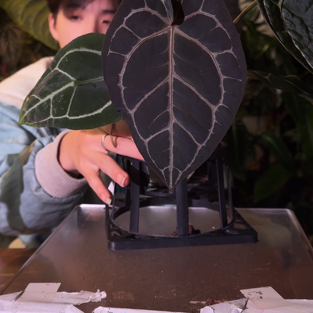 不开花植物E105米歇尔杂撕裂纹