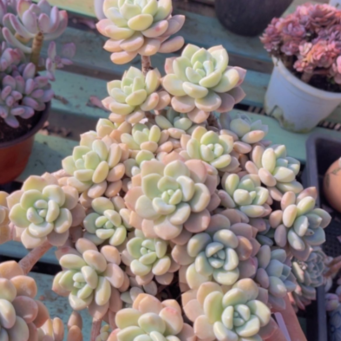 【闪购商品】克洛伊16238