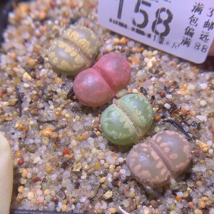 精品生石花222.158