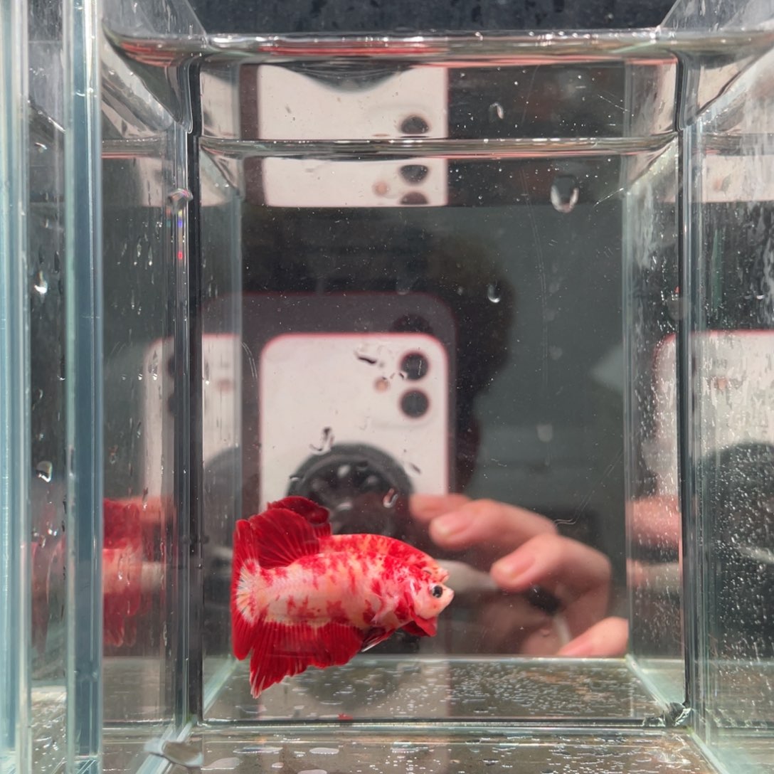 斗鱼印尼精品斗鱼78