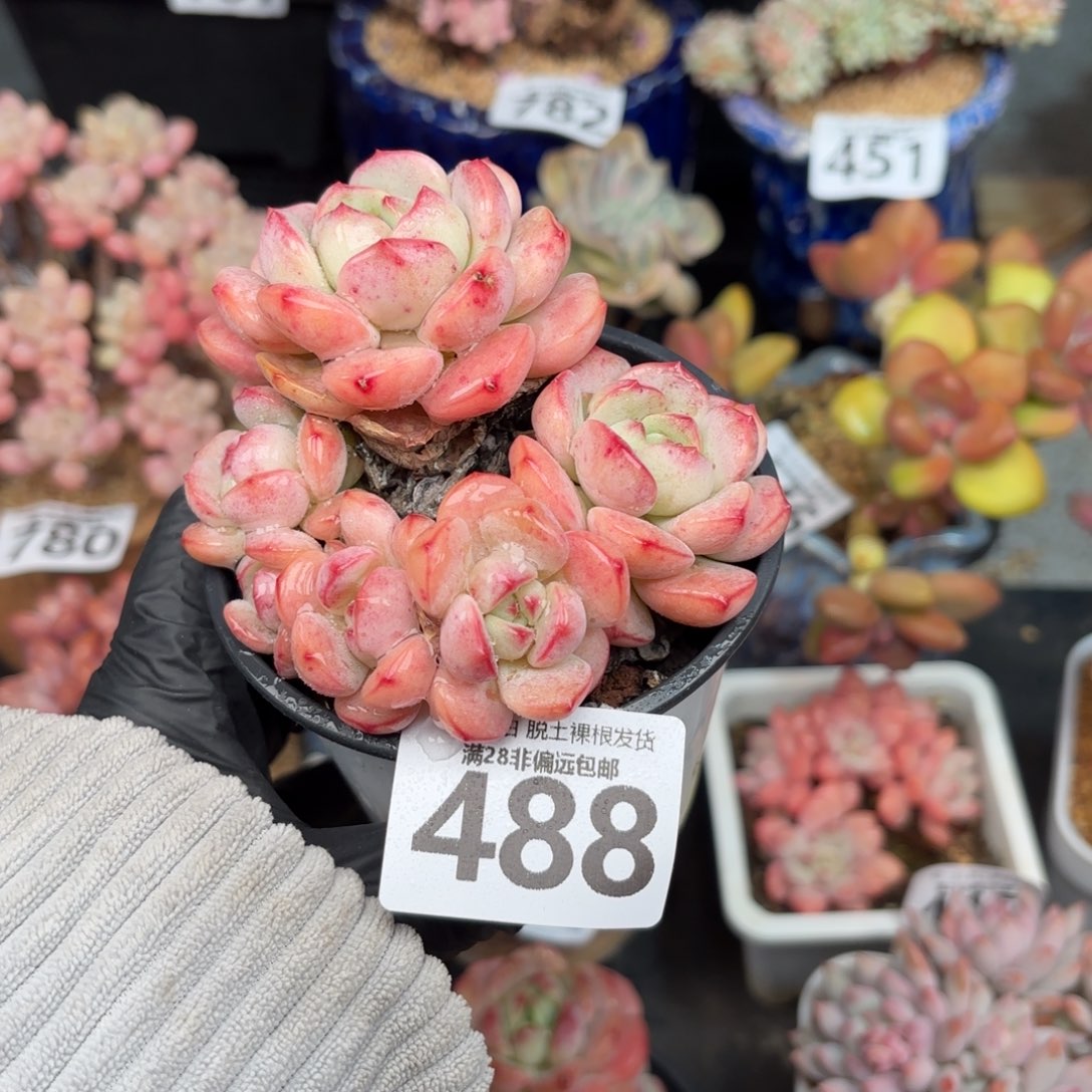 香草多肉无盆土发货