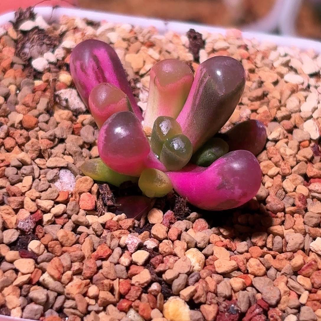 272号五十铃玉锦多肉植物锦一物一拍带盆土