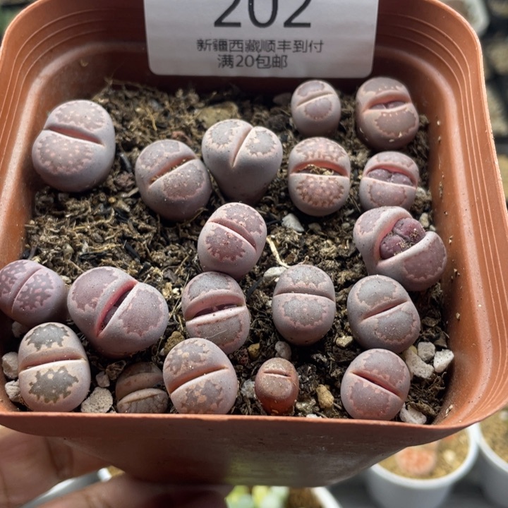 佳人园艺上福利啦紫李202