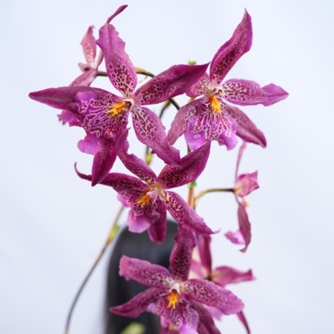 文心兰红狐狸大花型原生品种室内养护超长花期