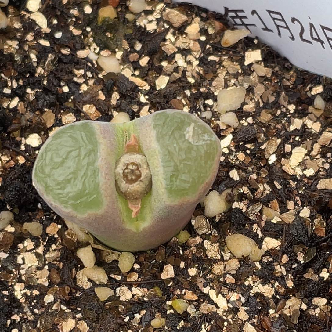 24-95磁铁多肉植物