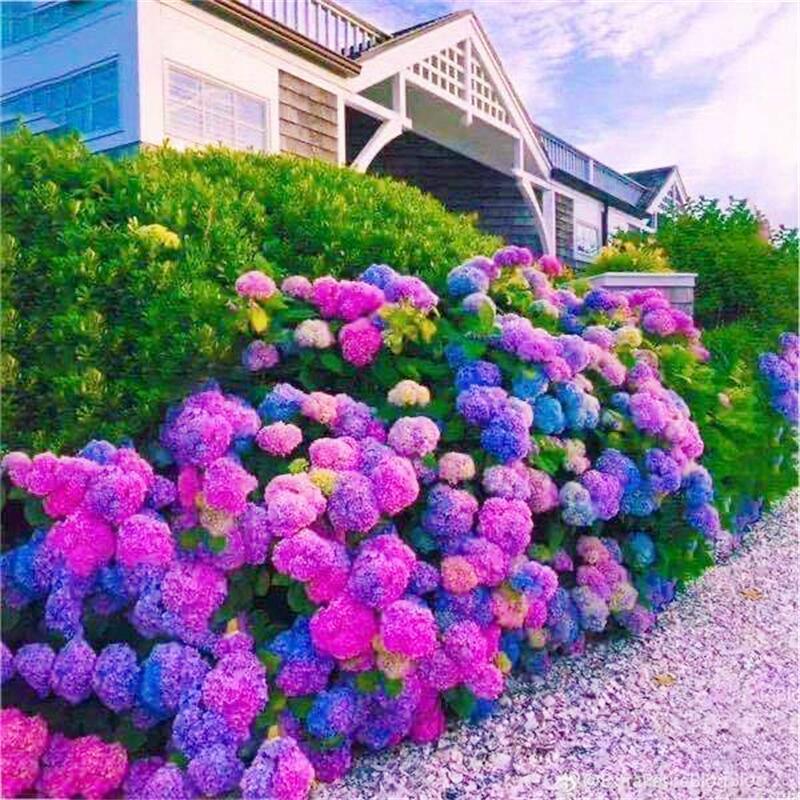 【绣球花种子】四季播种多年生庭院阳台盆栽地栽植物鲜花种大花