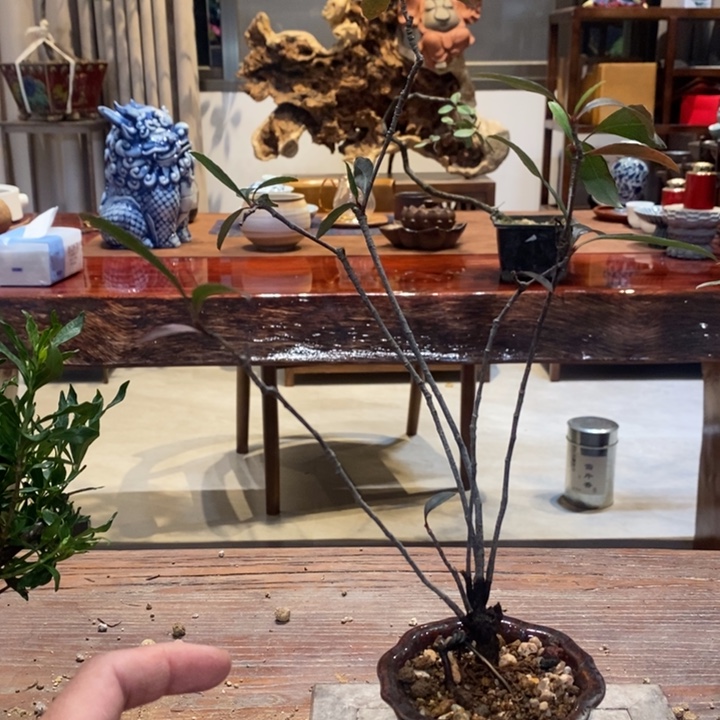 ****完全开放海岛春花111