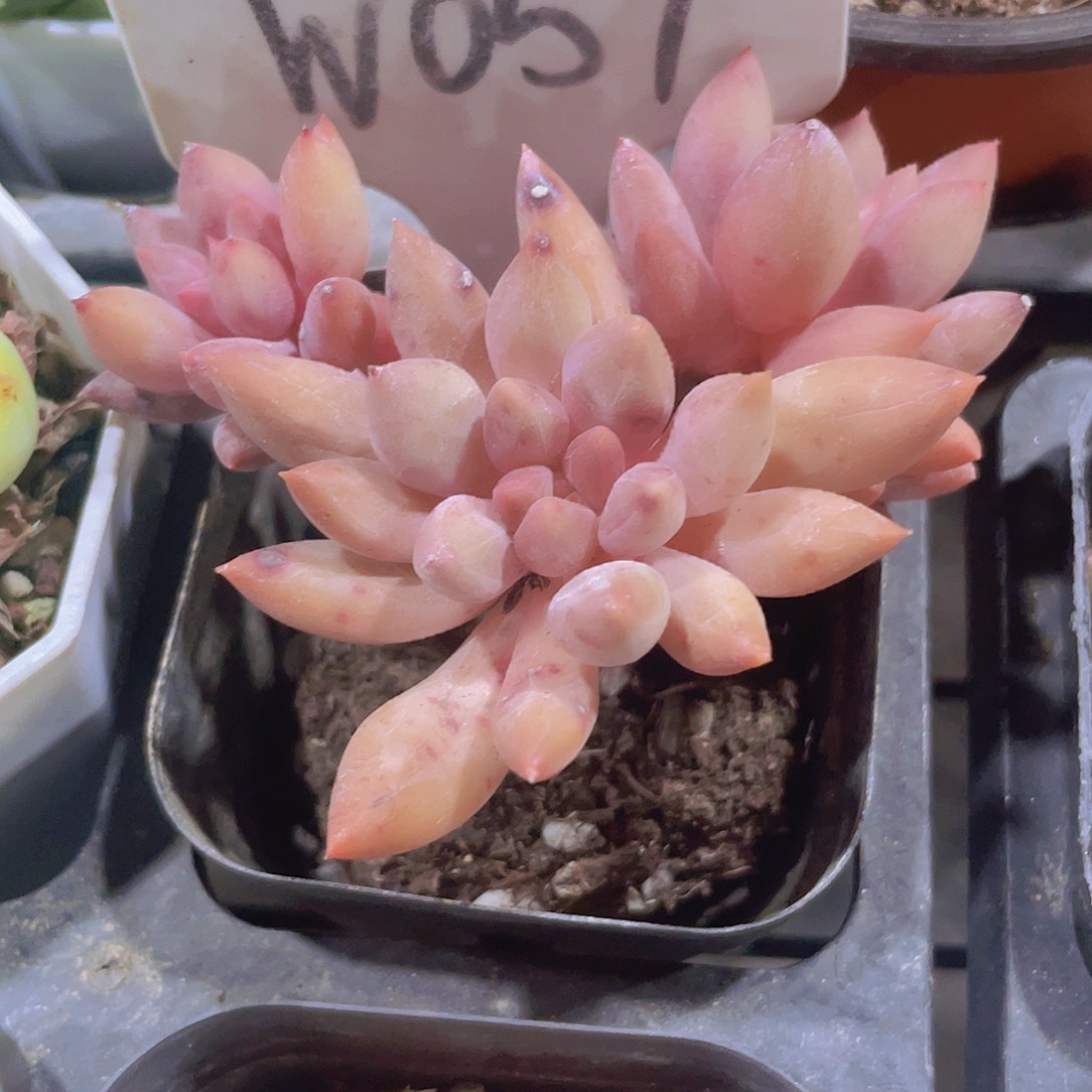 桃花园w057一物一拍