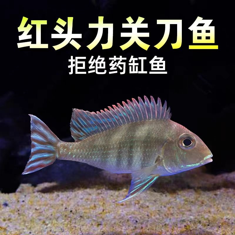南美慈鲷食土鲷红头力关刀斯维尼关刀活体鱼