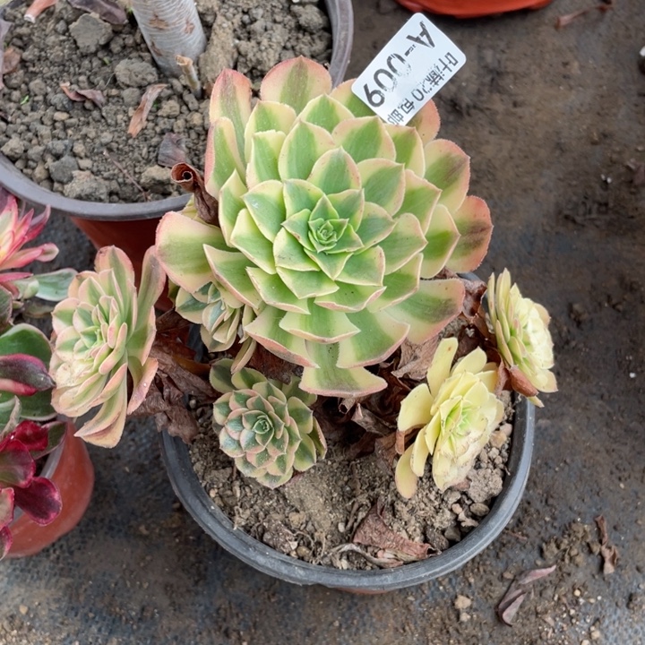 9雨荷多肉1124467889