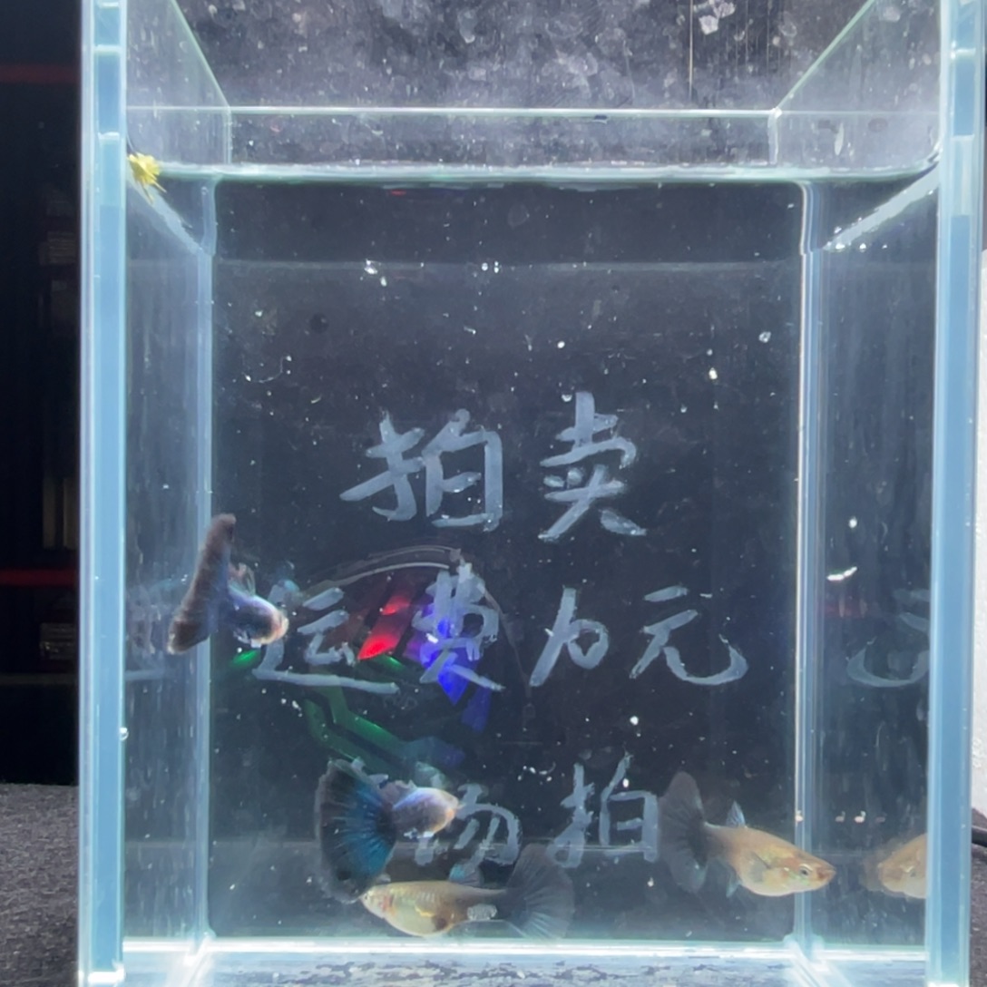 孔雀鱼德系亮背蓝礼服两对