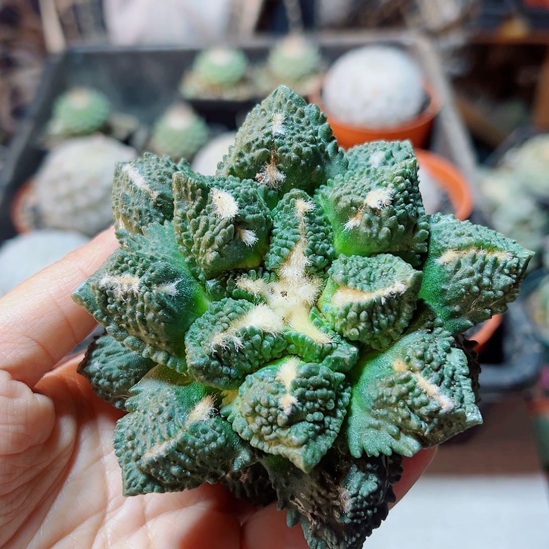 晚2号连山龟无根10公分