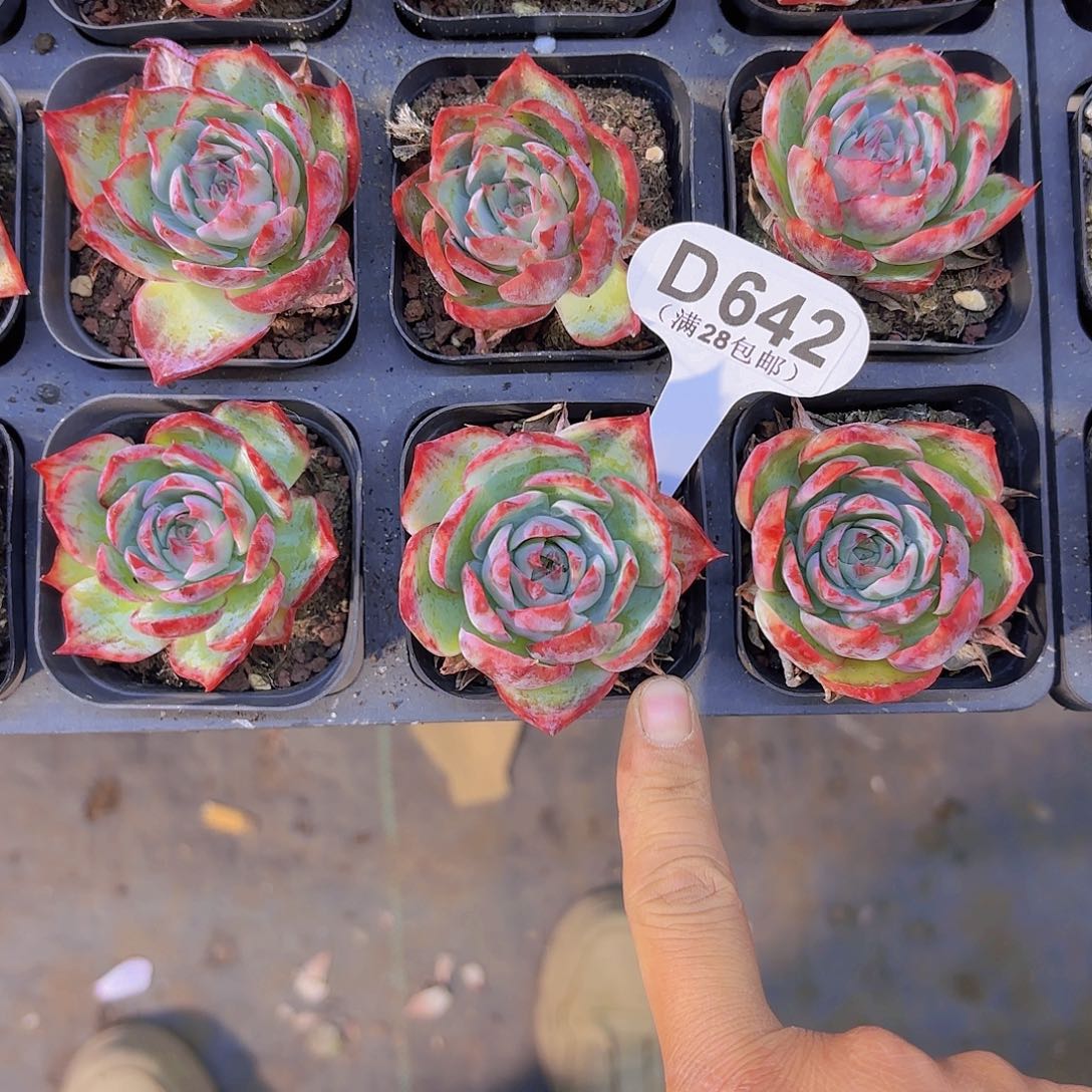 D642惊鸿仙子一物一拍