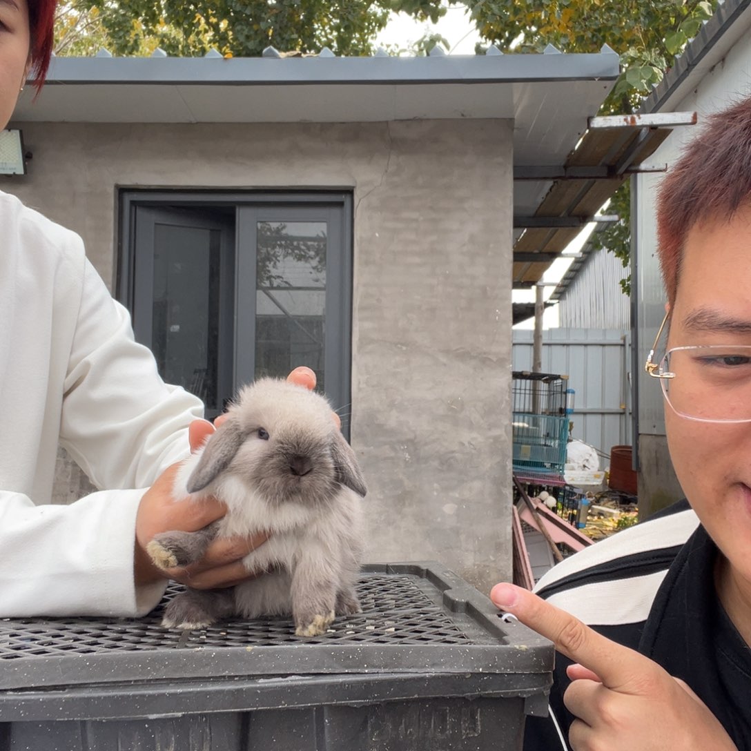 双血统英系安拉兔子