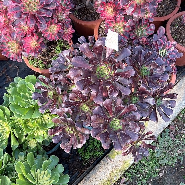 梨***c0665晚霞多肉植物