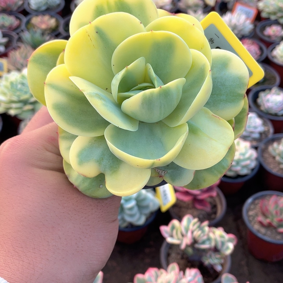 碧桃锦815号多肉植物