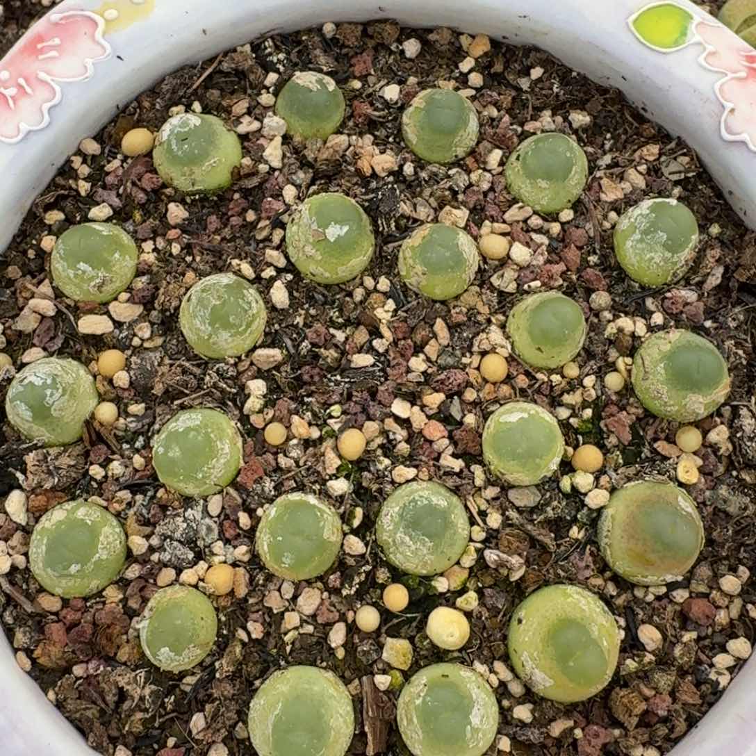 703拉拉22颗三年0000脱土发货