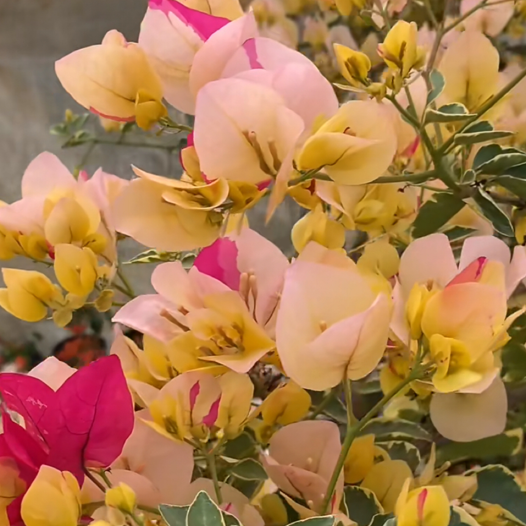 森朴【杂七杂八】拍1发6颗（开花找客服辨别，福利款不售后）