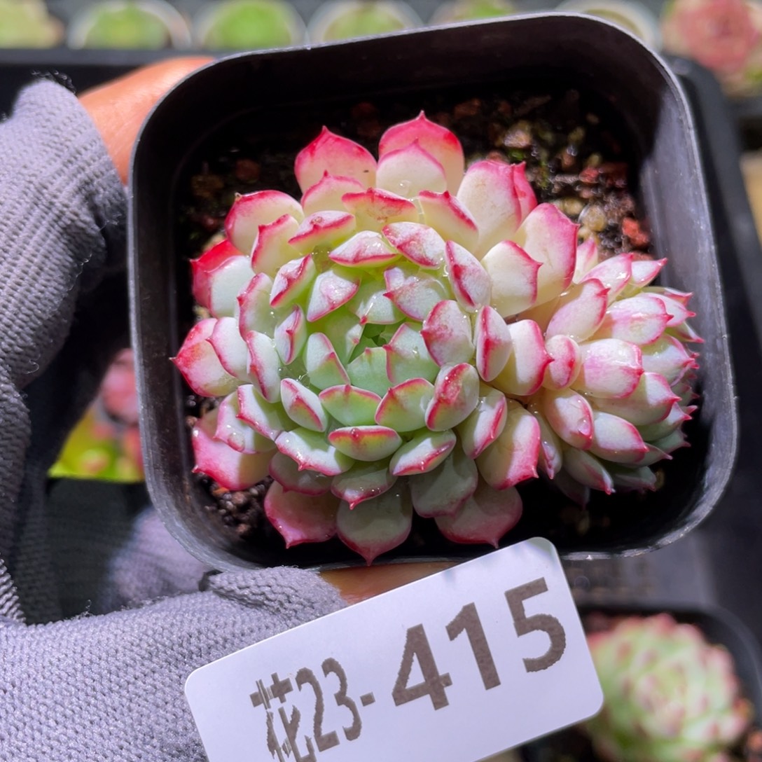 花利美23-415小红船