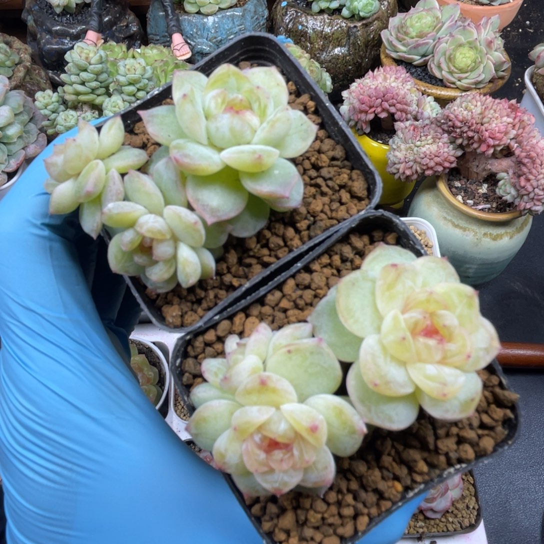 若梦 套餐 一个四头 一个三头