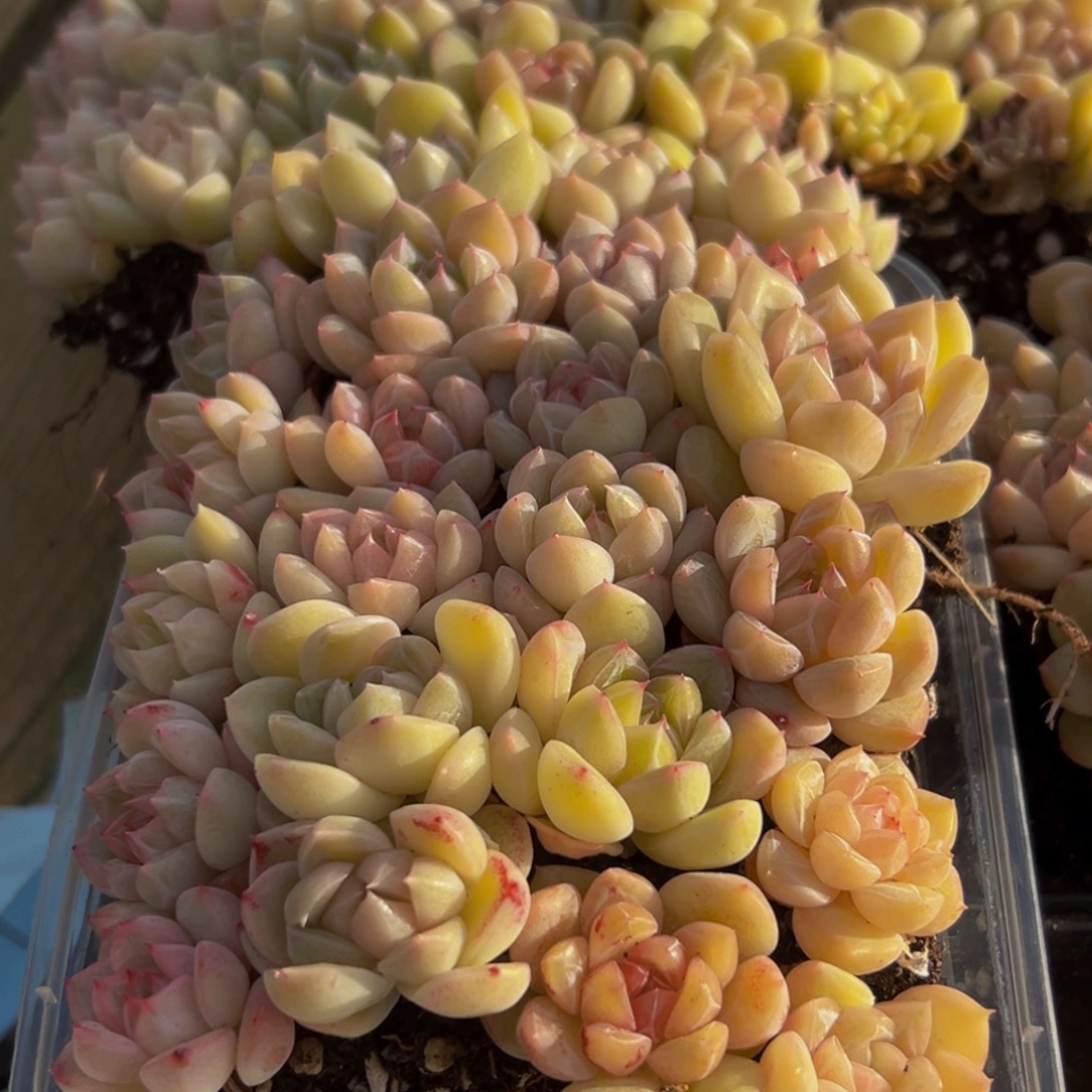 580多肉植物量拍一盒保底24颗