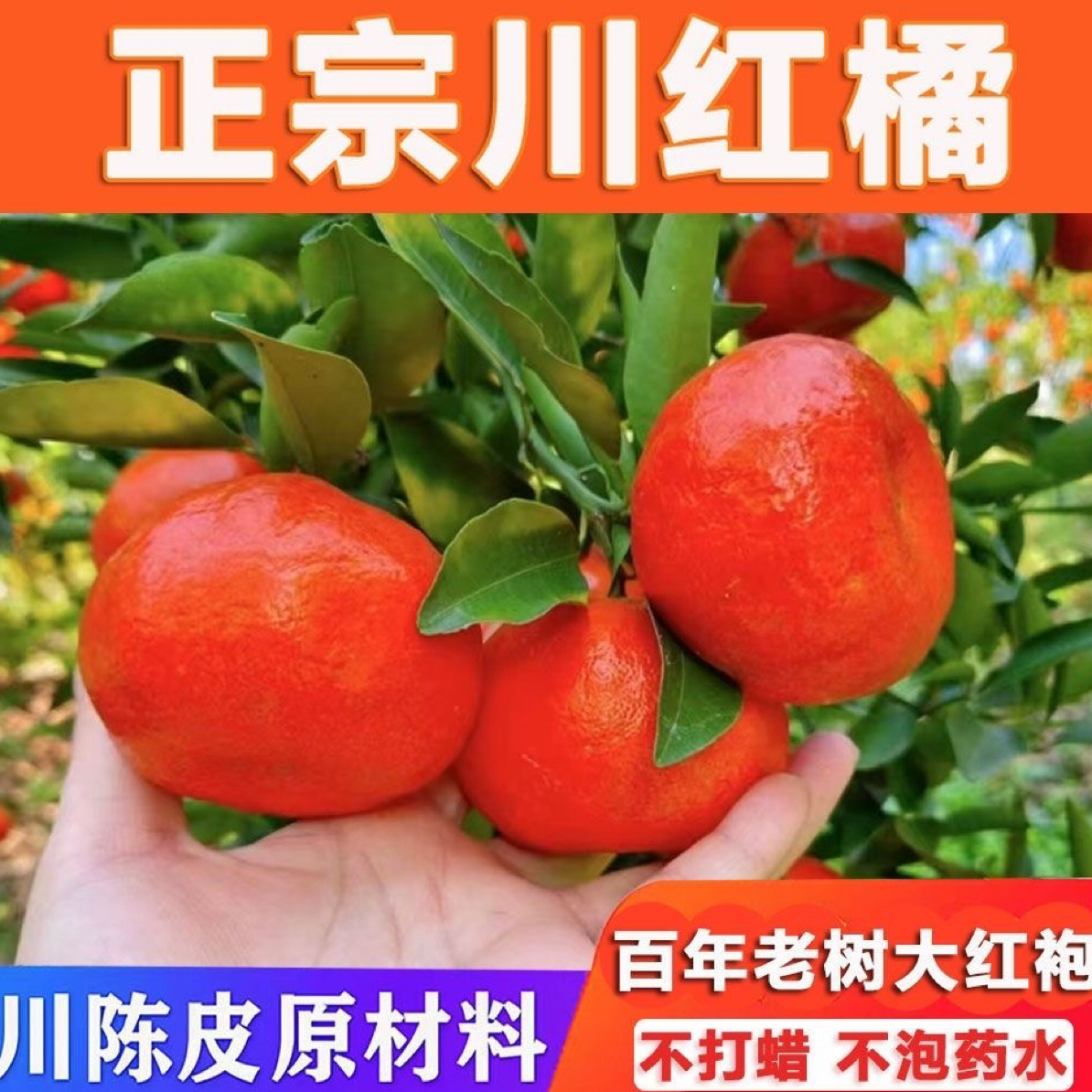 万州古红桔四川红橘大红袍桔子新鲜水果陈皮原料川红橘子现摘现发