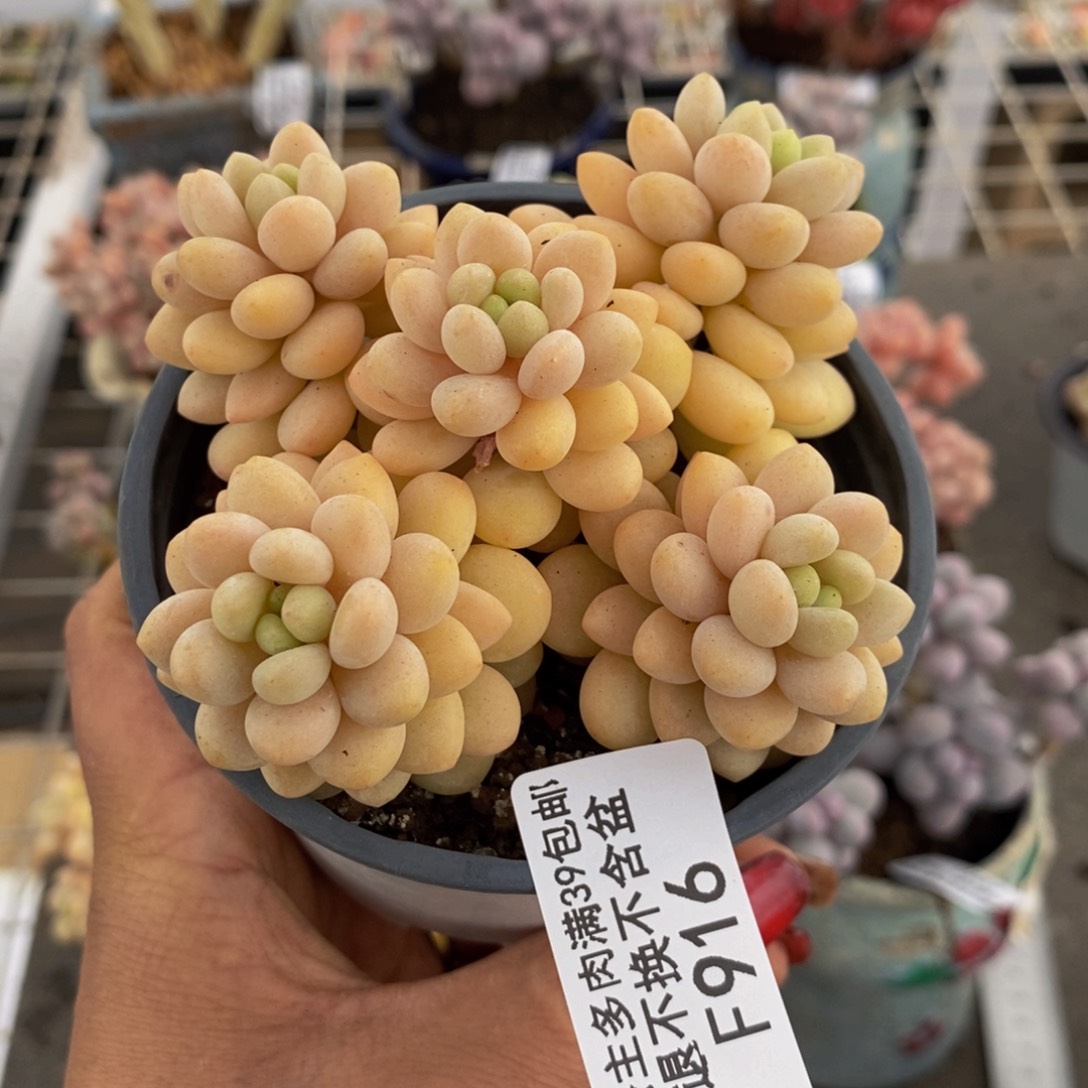 洛可可916/7cm运输掉叶