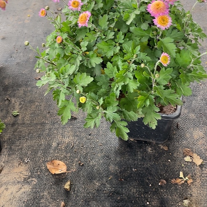 S***58菊花菊花菊花菊花