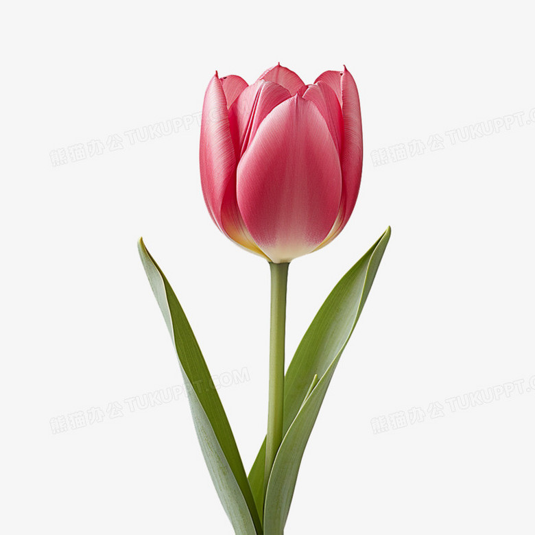 郁金香 北方花都凌源基地直发 现采现摘