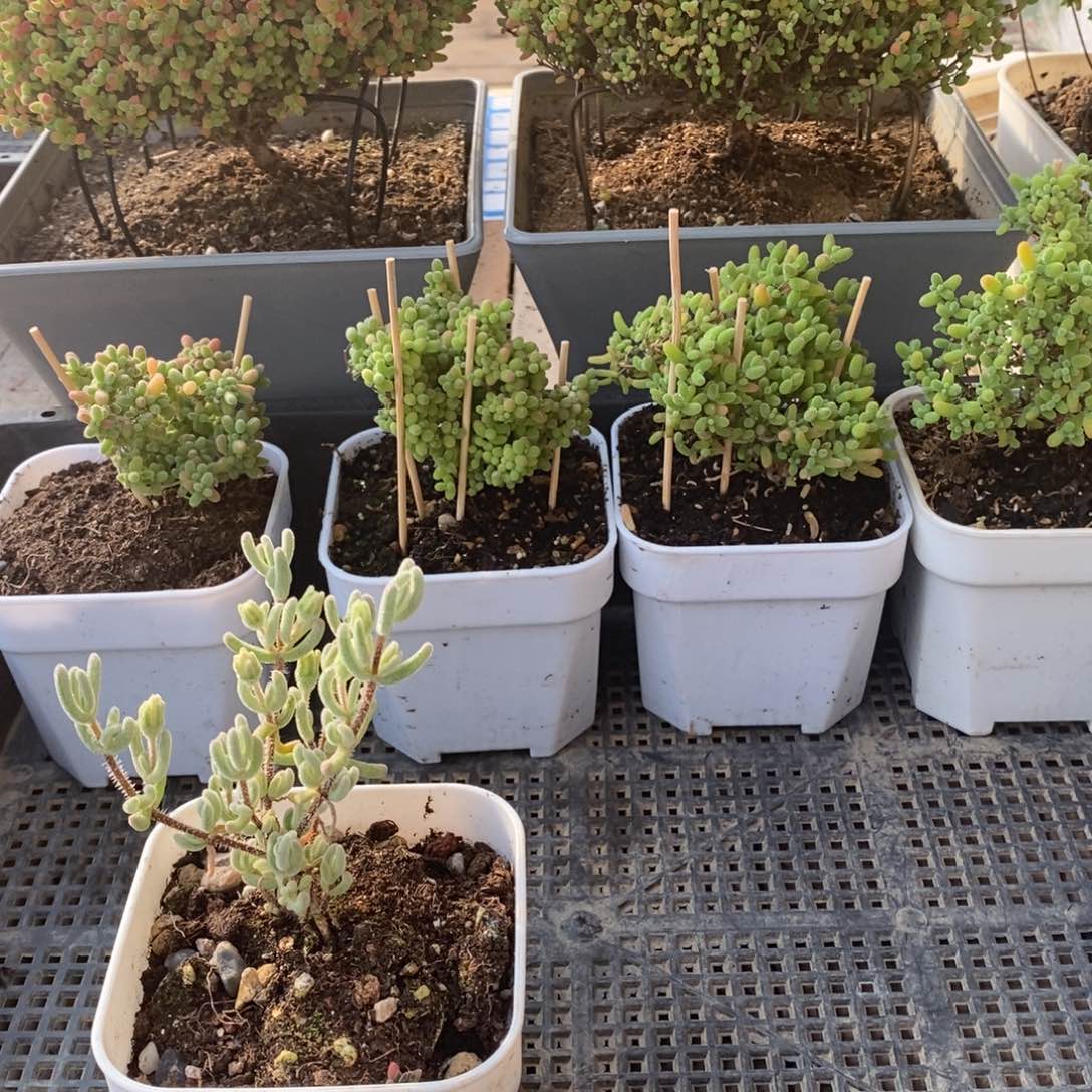 枝干番杏蜜桔糖球367